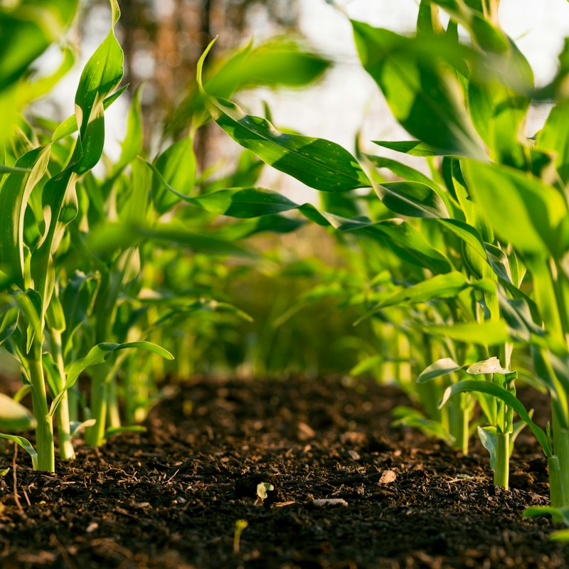 Agriculture & Farm Supplies